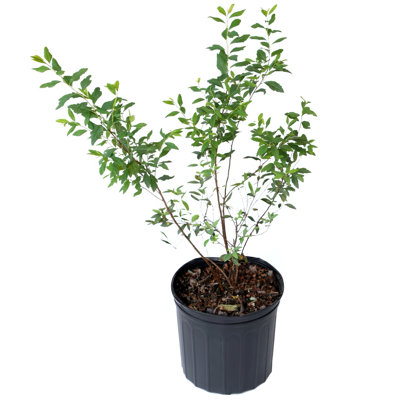 3 gal. Spirea Reeves