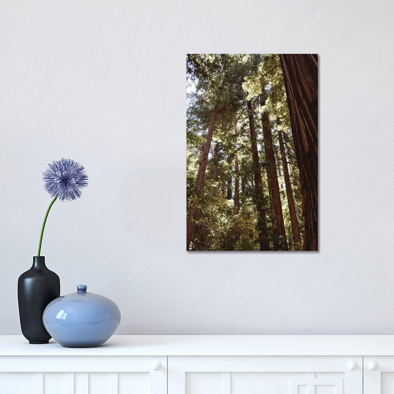 «Redwood Forest douzième» par Bethany Young - reproduction de photo sur toile tendue, H 18 po x l 12 po x 1,5 po
