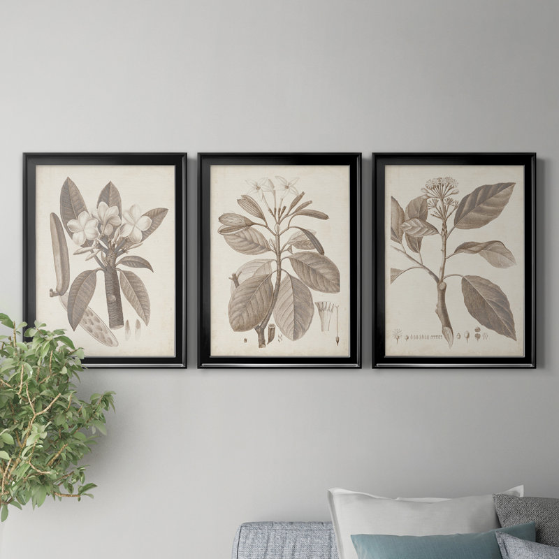 Antique sépia botanicals vii - ensemble de 3 peintures sur toile encadrées, H 18,5 po x l 73,5 po x P 1,5 po, Noir