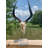 Genuine African Impala Skull on Base