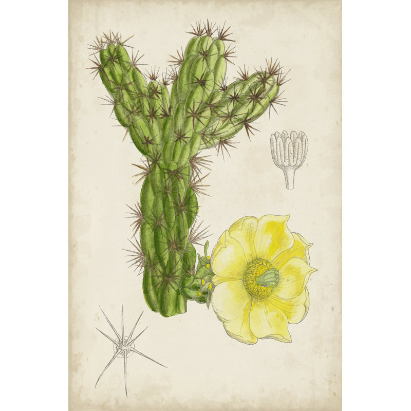 Antique Cactus I - Painting, Wrapped Canvas, 46 cm H x 30 cm W