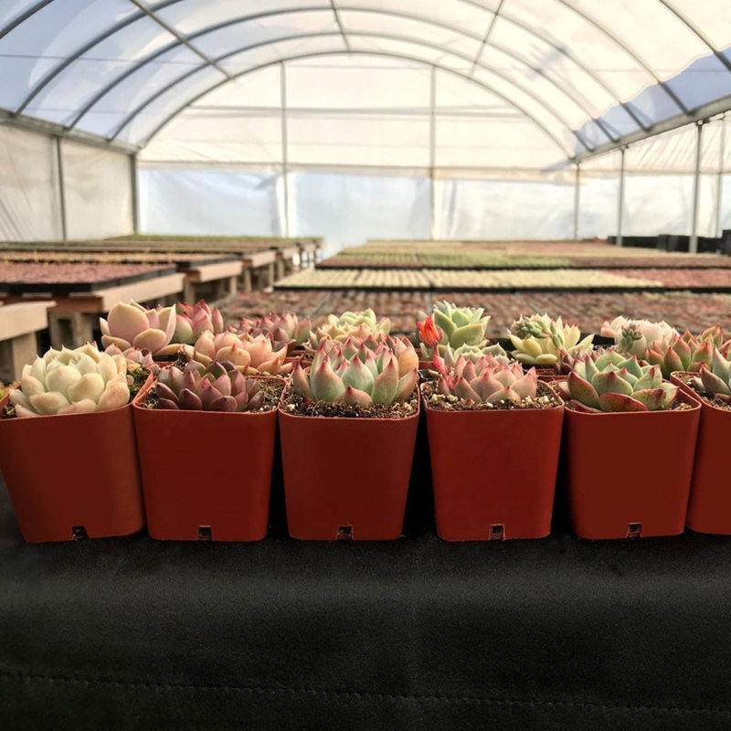 Primrue Live Flowering Plant in Plastic Planter