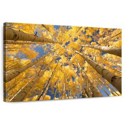 Harnek Golden Aspen Canopy