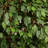 Ficus Artificial Tree in White Planter