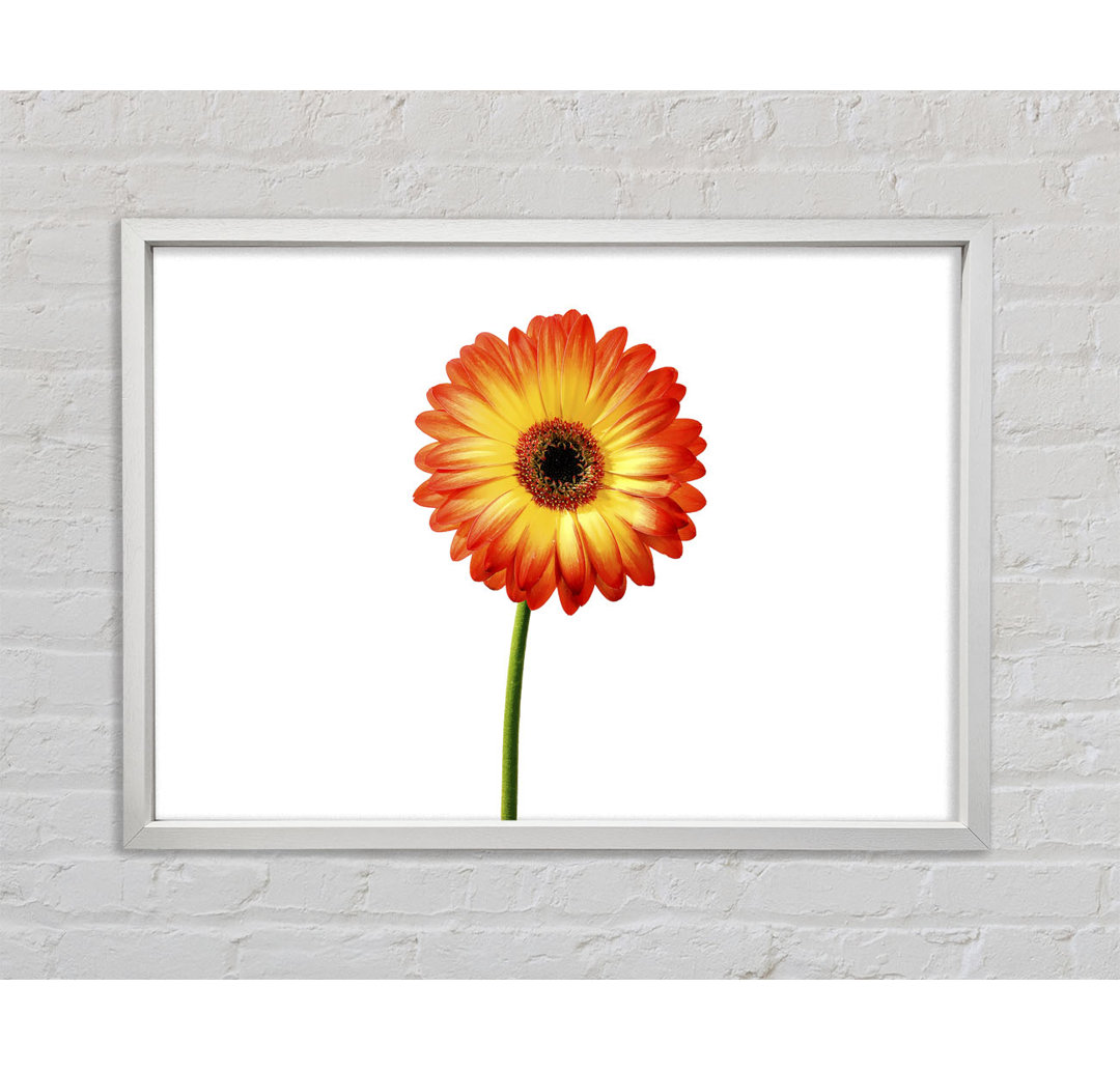 Orange Gerbera auf Weiß - Einzelner Bilderrahmen Kunstdrucke auf Leinwand