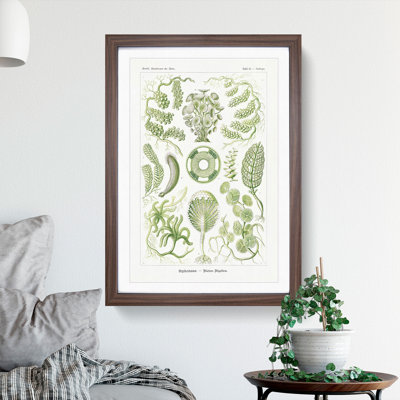 Siphoneae Algae by Ernst Haeckel - Framed Print