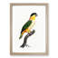 A Black-Headed Parrot by F. Levaillant - Single Picture Frame Painting-55457613-55457611