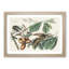 Yellow-Billed Cuckoo Birds by John Audubon - Framed Print-55629220-55629224