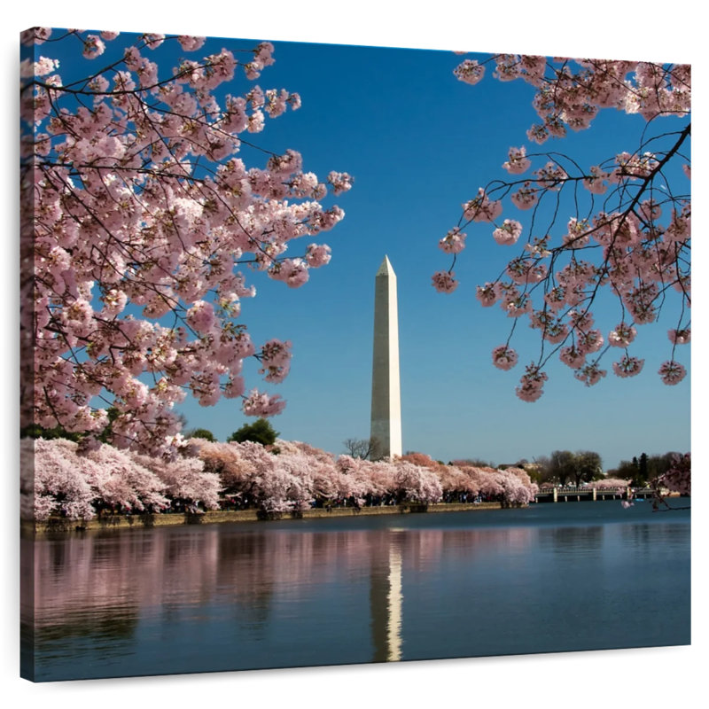 Lilie Washington Monument Sakura, H 10 po x l 10 po