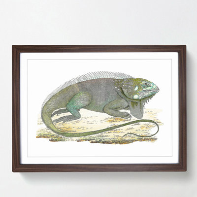 Iguana by George Shaw - Picture Frame Graphic Art Print