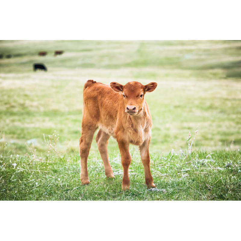 Red Angus Calf Standing In Green Grass Of A Montana Ranch Pasture by Debibishop - No Frame Print on Canvas, 61cm H x 91cm W