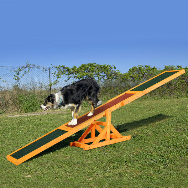 Agility Training Equipment For Dogs 71
