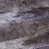 Mountain Fox