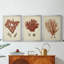 Antique Red Coral II - Toile tendue avec châssis sur mesure - 3 pièces-41840737-41840741