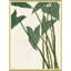 Caladium Giclee Print by Susan Hable