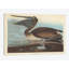 « pelican », impression sur toile-28626341
