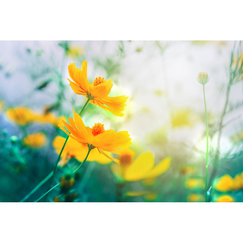 Beautiful Yellow Flower Field Blooming In Soft Vintage Tone by Doucefleur - Wrapped Canvas Print, 20.32cm H x 30.48cm W