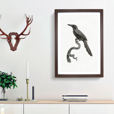 Jacamar Bird by Jacques Barraband - Picture Frame Drawing Print