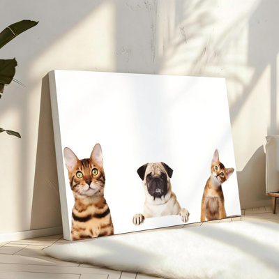Pug and Cats Animal