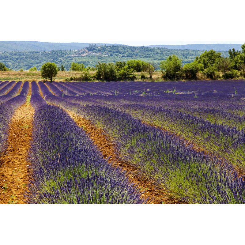 Lavender Fields by Davidforeman - Wrapped Canvas Print, 30cm H x 46cm W