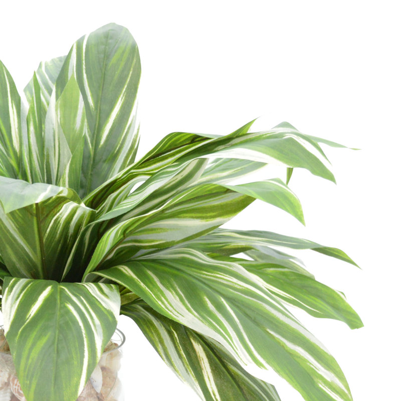 Rockwood Faux Cordyline Plant in Glass Vase