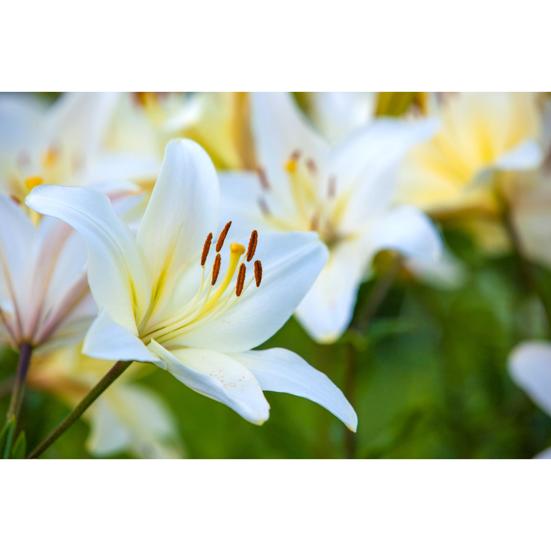 Leinwandbild Weiße gelbe Lilien bei Sonnenuntergang im Garten