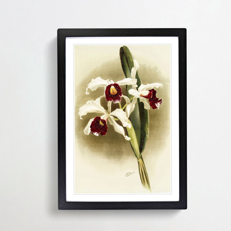 Magnolia Flowers Illustration Tab. 25 by Frederick Sander - Picture Frame Painting Print, 60cm H x 40cm W x 2cm D, Black