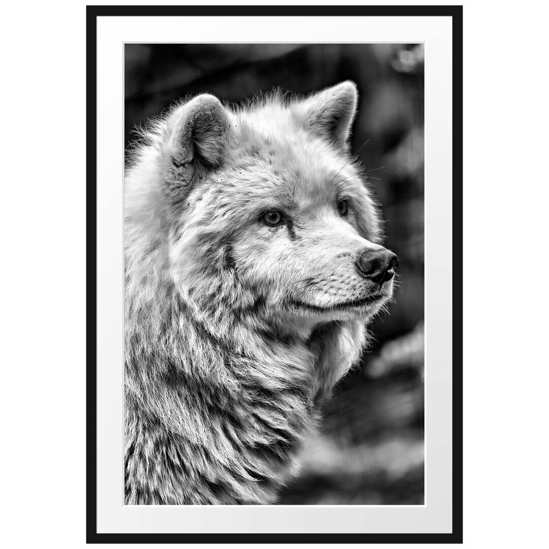 Gerahmtes Poster Prächtiger Polarwolf