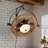 LED Wall Mounted Fan with Remote Included