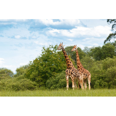 Giraffes by Chekyfoto - Wrapped Canvas Print