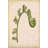 " Small Fiddlehead Ferns III (U) " by Jennifer Goldberger