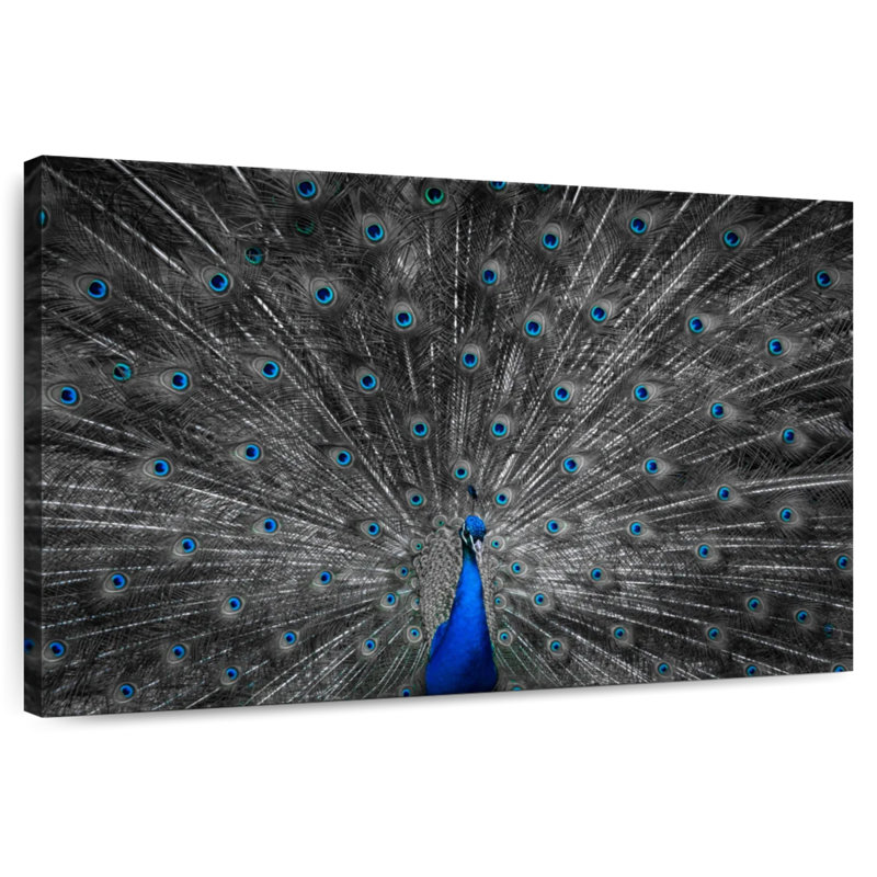 Crowle Peacock Feather