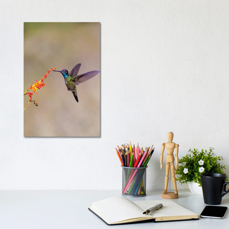 Central America, Costa Rica. Male talamanca hummingbird feeding. 1 Piece Wrapped Canvas Wall Art, 20.32 cm H x 30.48 cm W