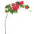 Fushia selected