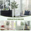 180cm Faux Olive Plant in Pot