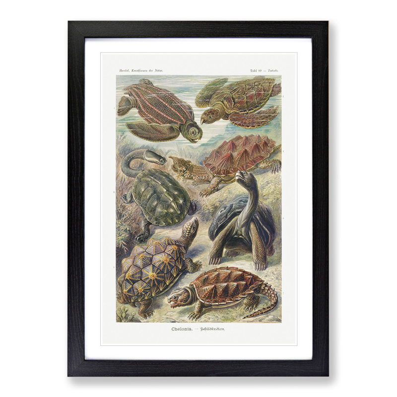Turtles by Ernst Haeckel - Picture Frame Painting, 48cm H x 36cm W x 2cm D, Black