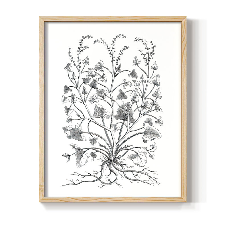 «B&W Plant Speciment», reproduction encadrée - bois massif, H 21 po x l 17 po