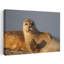 Curieux phoque ondulant, art mural plage sereine-1280119089