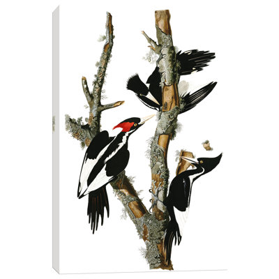 John Audubon - Wrapped Canvas Print