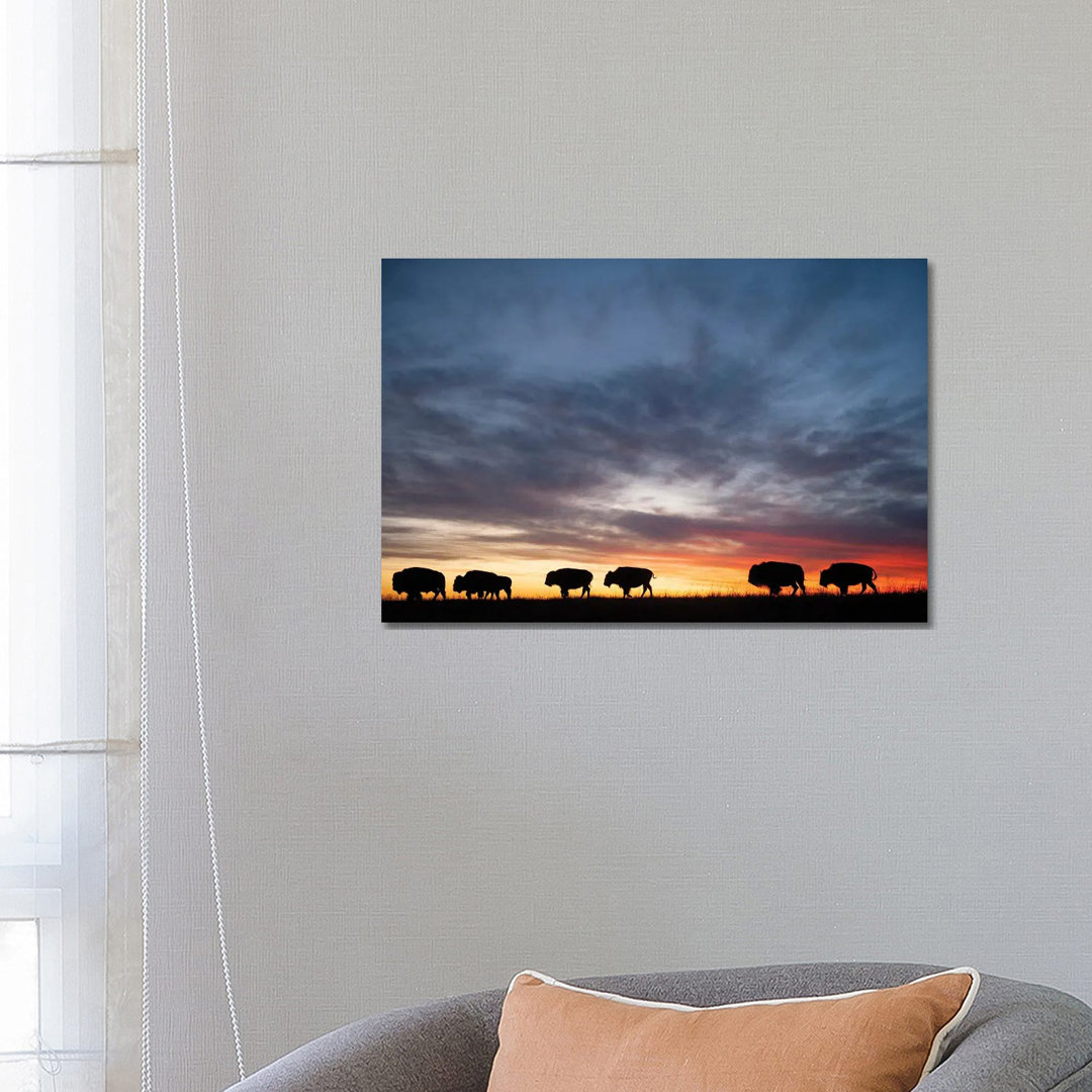 A Silhouette Of A Herd Of Bison And Sunset Near Valentine, Nebraska von Joel Sartore - Gallery-Wrapped Canvas Giclée on ...