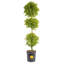 Topiary in Nursery Pot