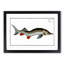 Rusfish-Sturgeon Fish by M.E. Bloch - Picture Frame Painting Print-55613323-55613325