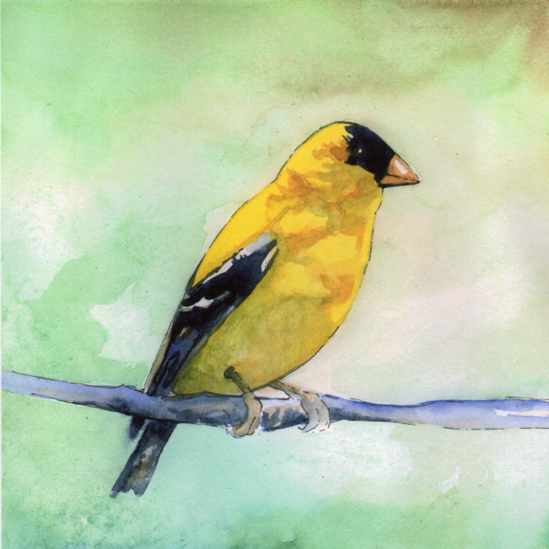 Chardonneret par Sean Parnell - reproduction d'art sur toile, H 12 po x l 12 po x P 1,5 po, Pas de tapis, Toile tendue