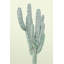 «Lone Cactus», reproduction de photo encadrée-28871950-28871948