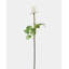 White Dutchess Rose Bud 23"