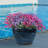 Berlina Round Imperial Ceramic Outdoor Planter