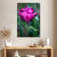 Harnek tulipe fuchsia-108444702