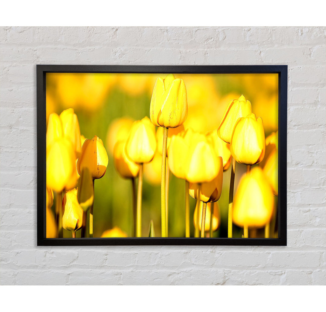 Gelbe Tulpen im Garten - Einzelne Bilderrahmen Kunstdrucke auf Leinwand