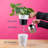 Costa Farms ZZ Everlasting House Plant in 5-inch Self-Watering Pot