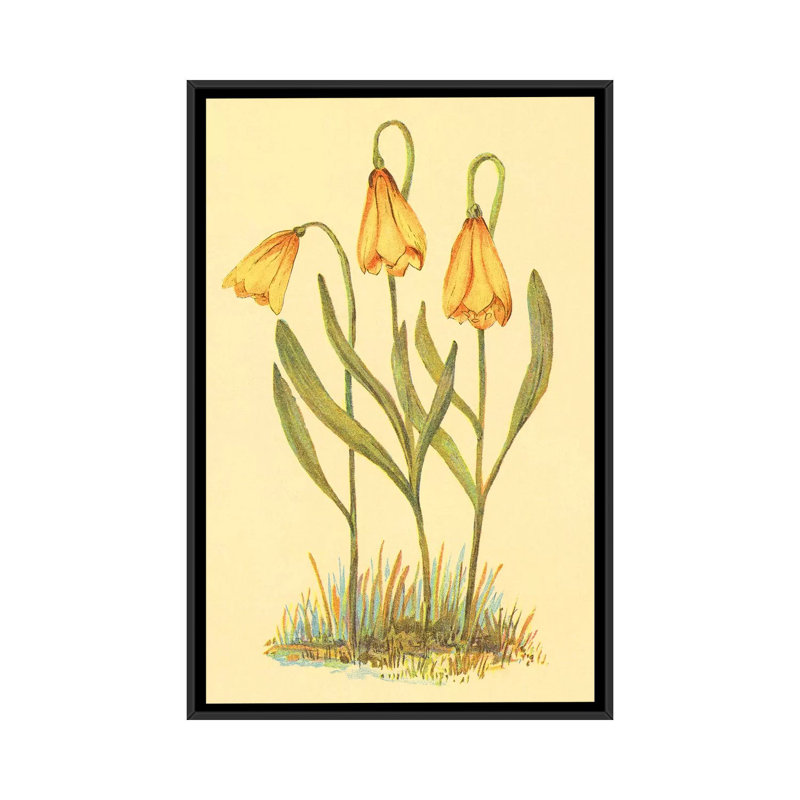 « fritillary », reproduction sur toile, H 26 po x l 18 po x P 1,5 po, Toile encadrée noire, Pas de tapis